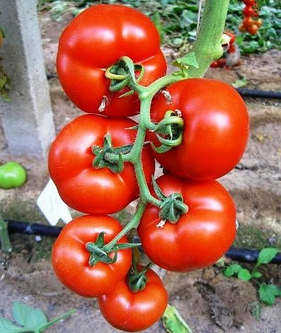 КАК ВЫРАСТИТЬ ПОМИДОРЫ В БОЧКЕ - ПРОСТО