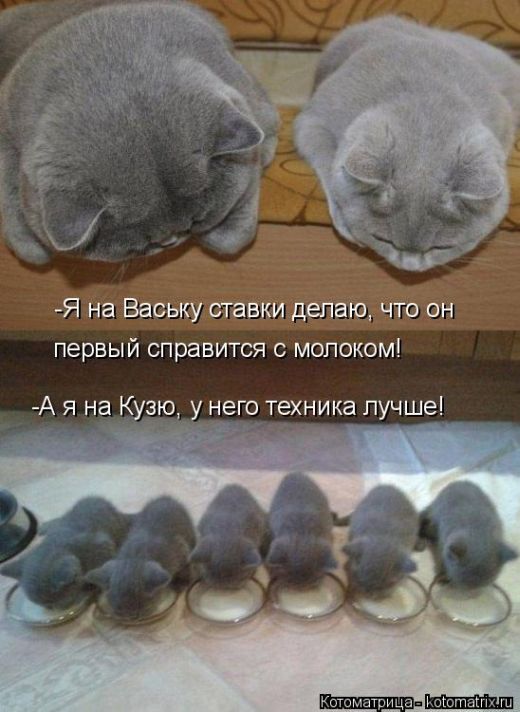 Лучшие котоматрицы недели (50 фото)