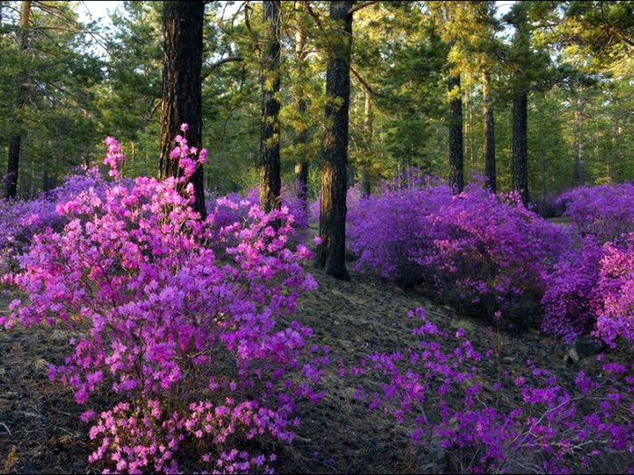 Рододендрон_даурский (700x525, 557Kb)