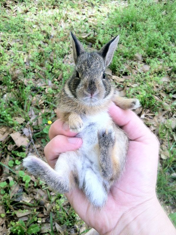 забавные фотографии животных