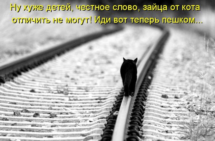 Котоматрица (81 фото)