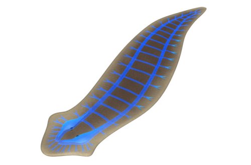 Плоский червь Planarian