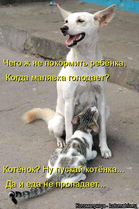 Лучшие котоматрицы недели (49 фото) Забавный котопост