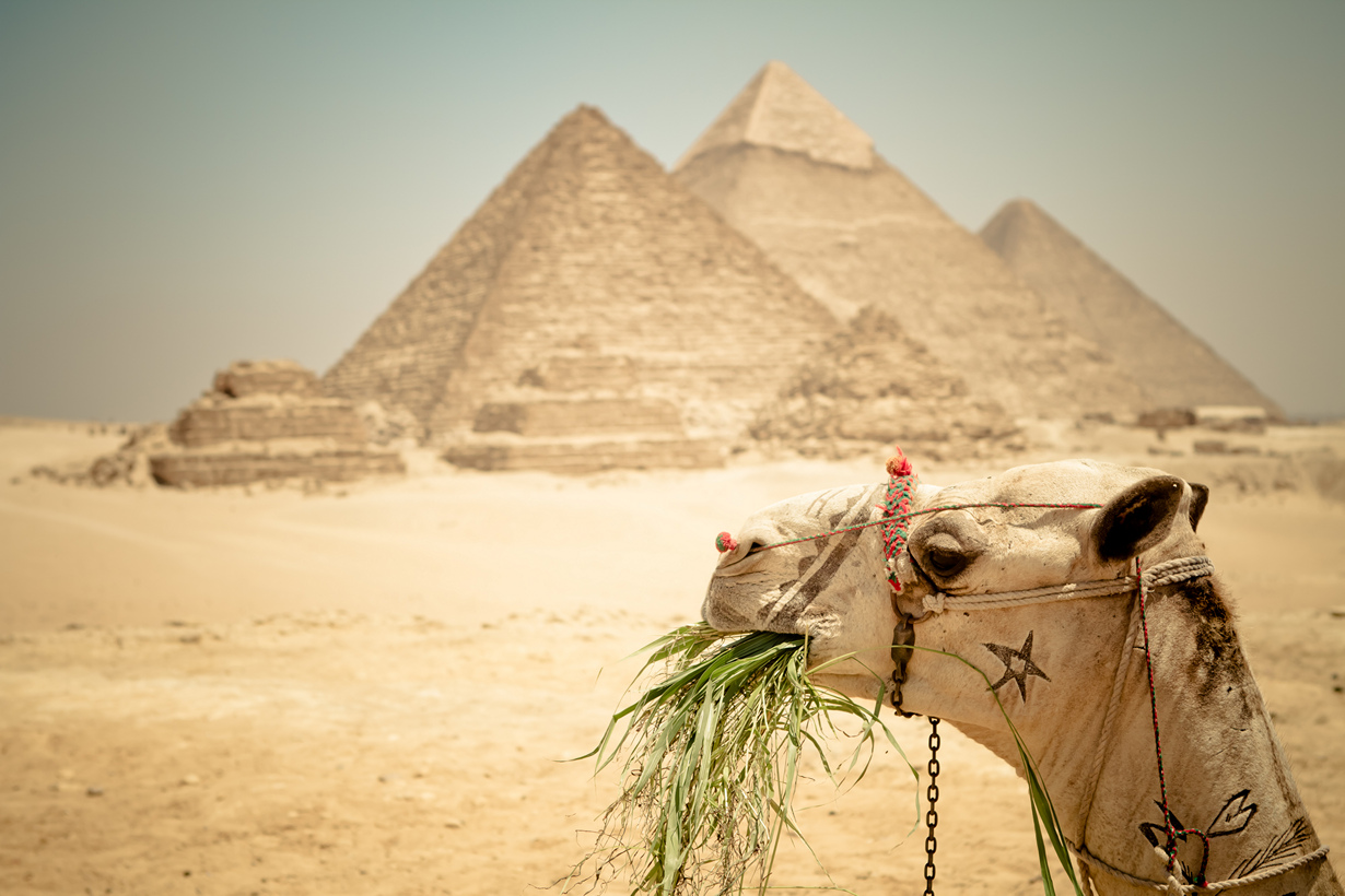 Строителям пирамид в Древнем Египте платили пивом — по 4 литра в день. (The.Rohit)