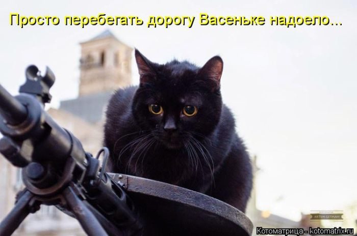 Лучшие котоматрицы недели