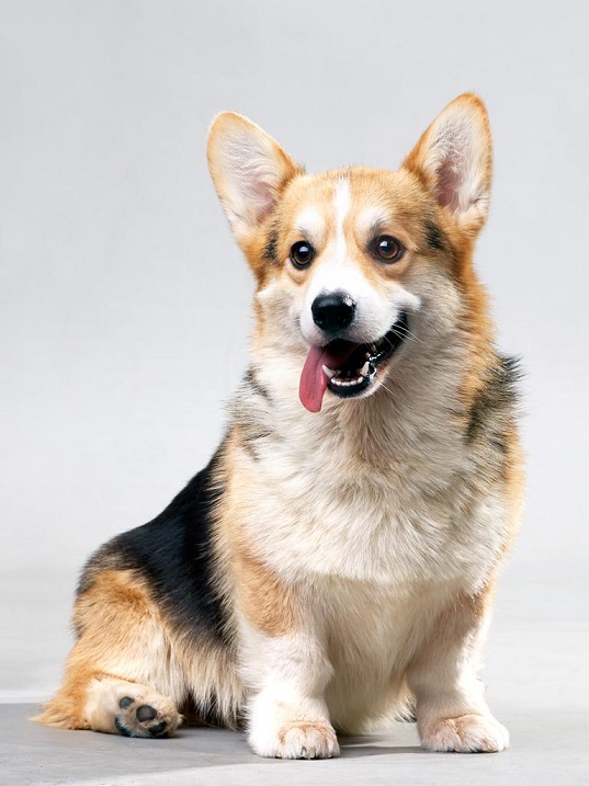 ������ ����� �����-�����. ����