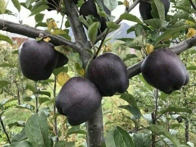 В Тибете выращивают черные алмазные яблоки В Тибете выращивают черные алмазные яблоки интересно, любопытно, обо всем на свете, полезно, прикольно, факты, фото