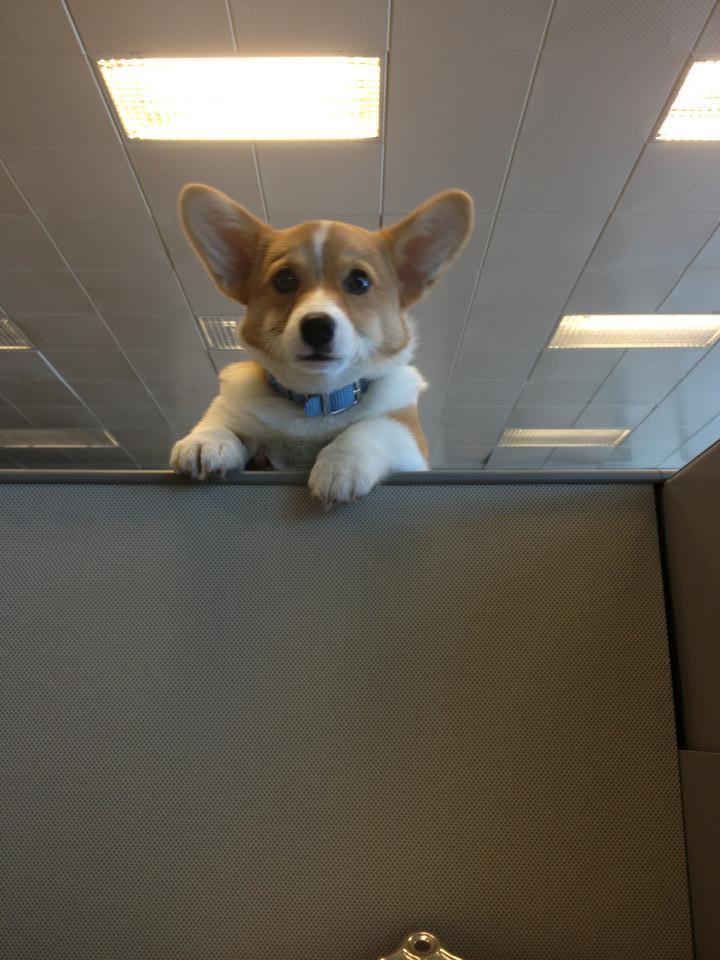 собака в бюро