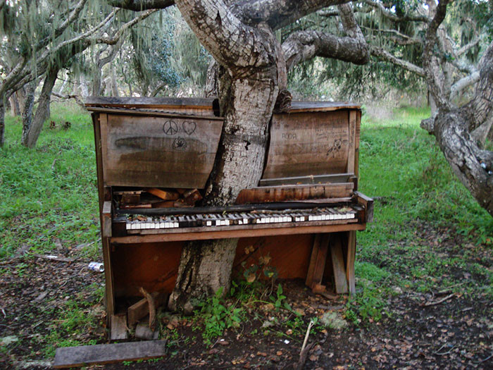 Из пианино дерево, живучесть, жизнь, мир, планета, растительность, фото