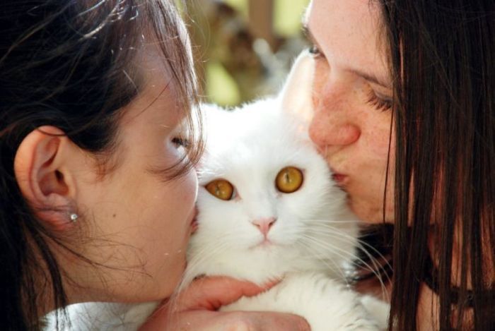 Смешные и просто красивые фотографии кошек (136 фото)