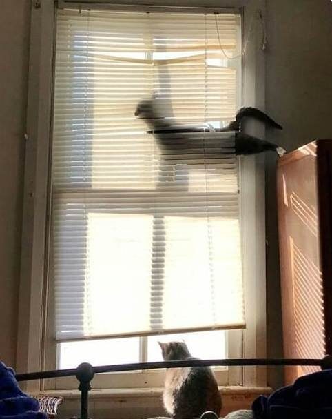 Кошки, пойманные с поличным Кошки, пойманные с поличным