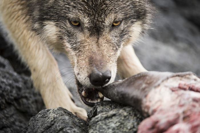 swimming-sea-wolves-pacific-coast-canada-ian-mcallister-12