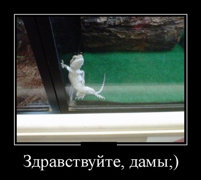 Демотиваторы (30 фото) Демотиваторы (30 фото)