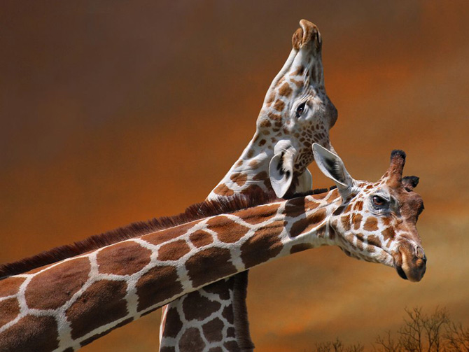 Обои Жирафы Животные Фото 210133