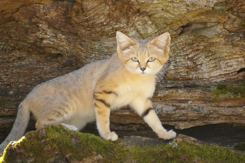 http://animalworld.com.ua/images/2011/August/Animals/Felis-margarita/Felis-margarita_10.jpg