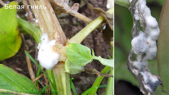 bolesni-ogurcov2-3 (560x315, 45Kb)