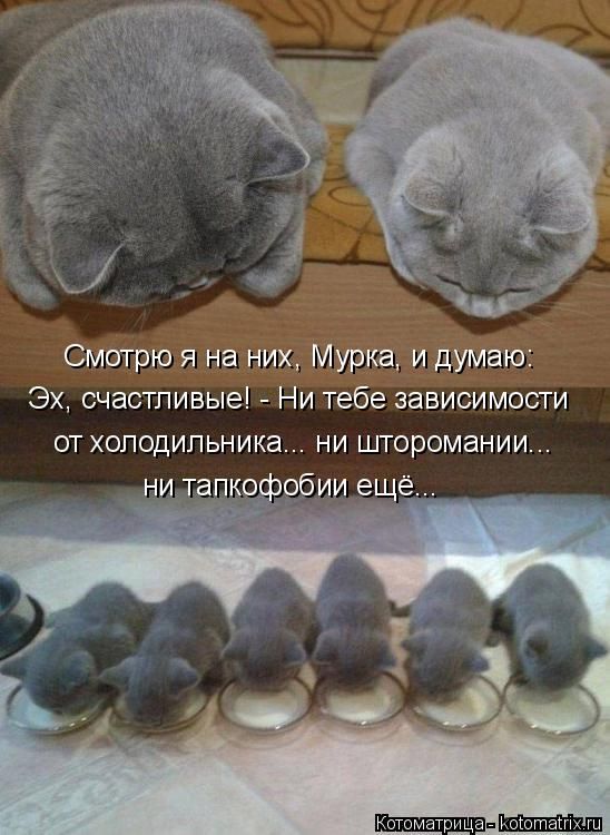 Лучшие котоматрицы недели (50 фото)