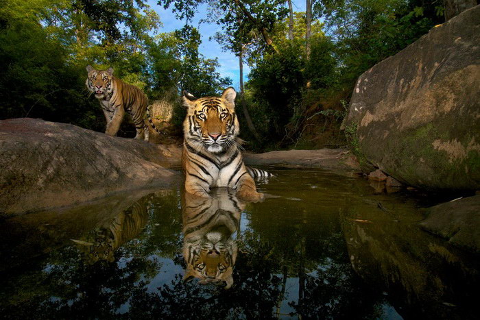 Большие кошки в фотографиях Steve Winter