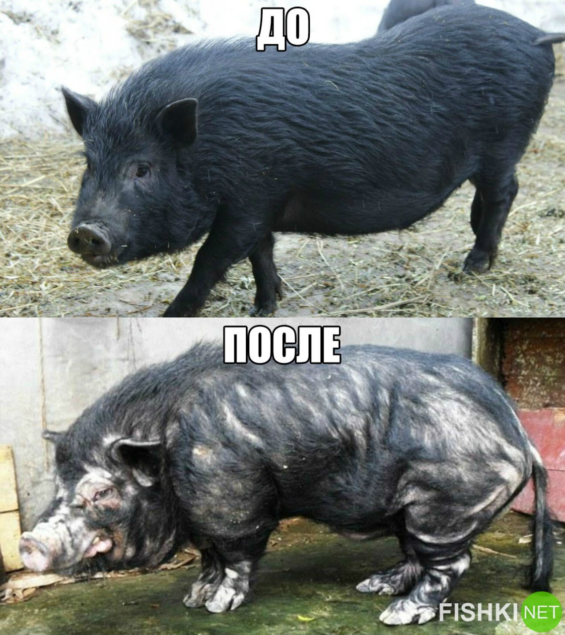 Рельеф для слабаков, масса — наше всё! животные, качки, юмор