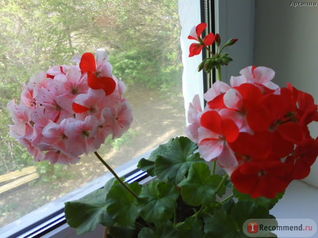 ������ - ������� � ������