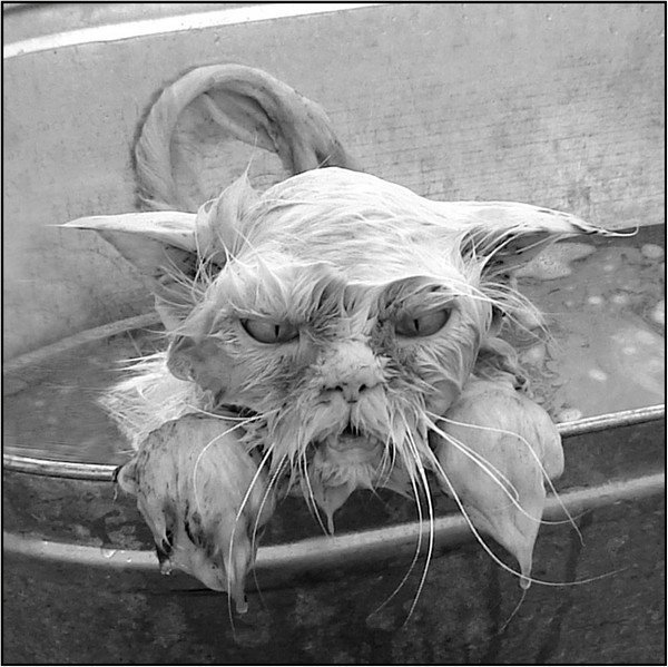 Stimka.ru_1295163931_1294955792_cat-bedey-01.jpg Stimka.ru_1295163931_1294955792_cat-bedey-01.jpg