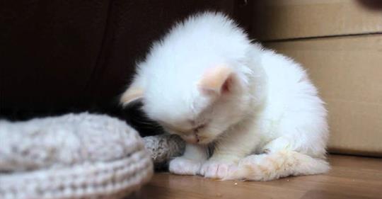 Уставший котенок засыпает на ходу. Такой милый и маленький!