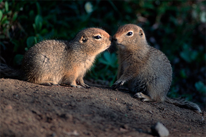 Совокупляющиеся суслики раскрыли российским ученым причину женского одиночества Совокупляющиеся суслики раскрыли российским ученым причину женского одиночества