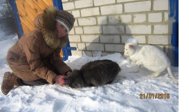 Под Воронежем 10-летняя школьница организовала приют для бездомных животных воронеж, животные, помощь, приют