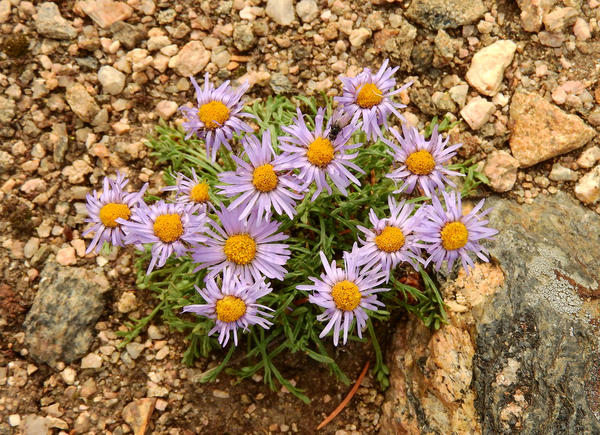   (Aster alpinus)