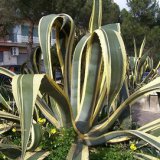 Агава американская желтоотороченная - Agave americana var. aurea-marginata