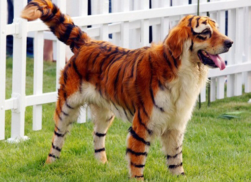 10) Собака-тигр животные, прикол, собака, юмор