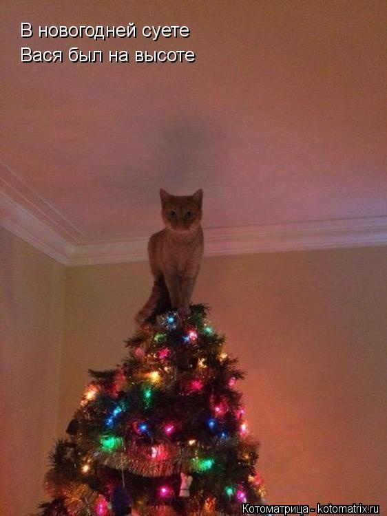 Санитар Васька (котоматрица) 40 фото Санитар Васька (котоматрица) 40 фото