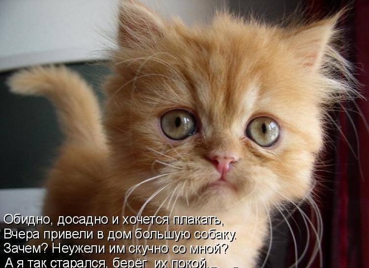 Котоматрица (81 фото)