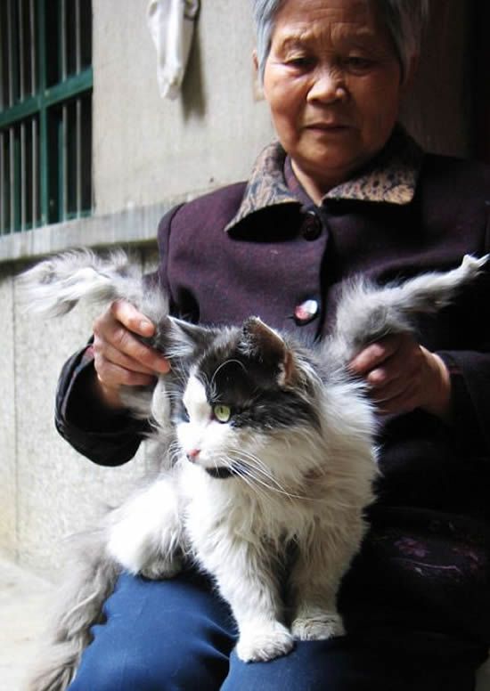 Коты с крыльями! Удивительная кошачья аномалия! Коты с крыльями! Удивительная кошачья аномалия!