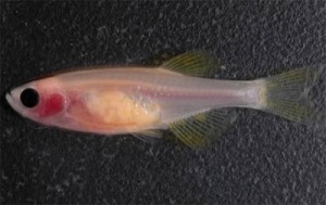 Transparent_Zebrafish Фотография Transparent_Zebrafish