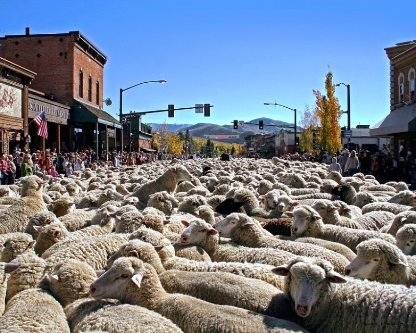 terraoko 2015012702 9 Праздник Трейлинг овец в Айдахо.