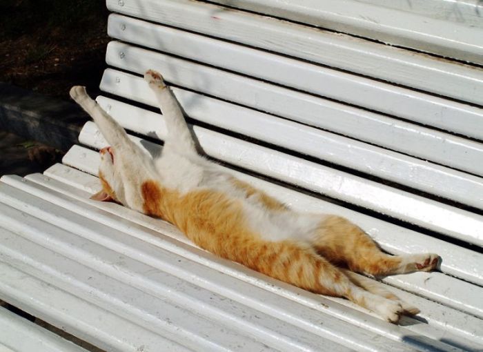 Смешные и просто красивые фотографии кошек (136 фото)