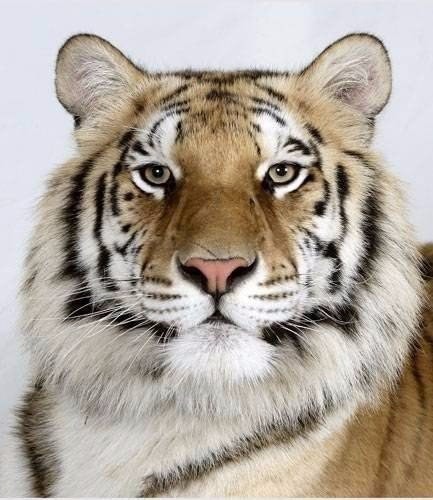 Тигры с разным окрасом шерсти Тигры с разным окрасом шерсти, животные