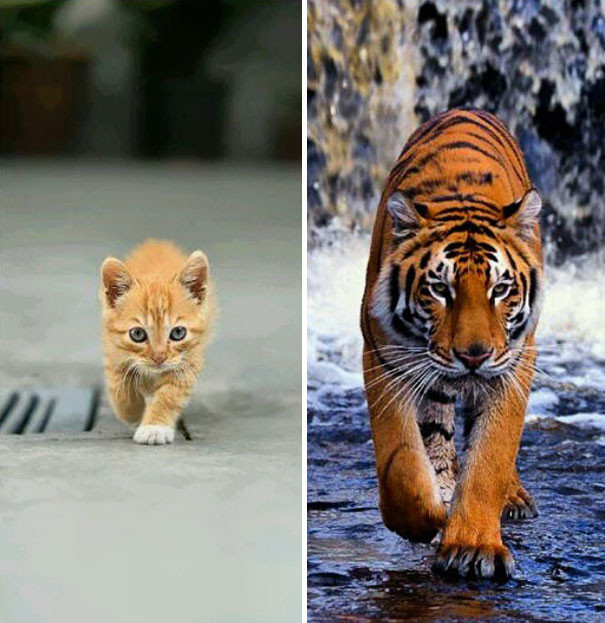Котенок и тигр  вещи, животные, люди, сходство