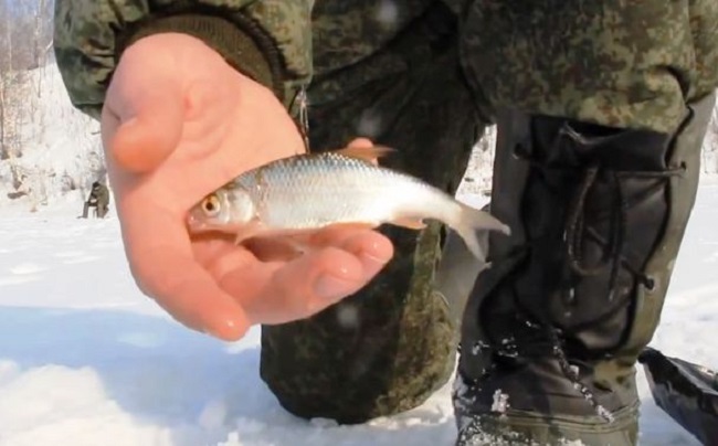 живец для жерлицы видео живец для жерлицы видео