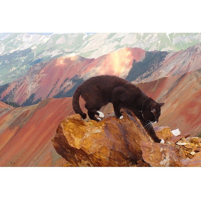 Кот-путешественник, посетивший самые красивые места Америки