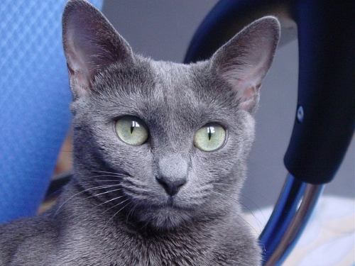 russian-blue-cat-10