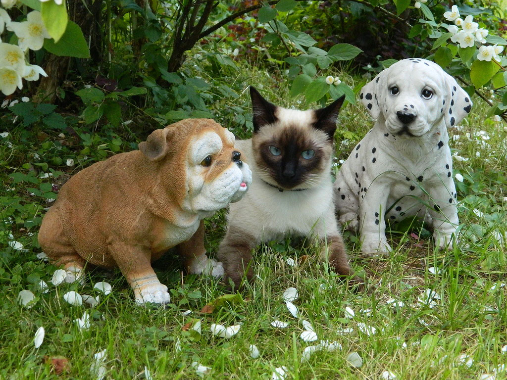 NewPix.ru - Отношения человека и кошки. Красивые фотографии кошек