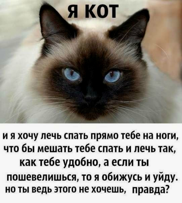 Статус моему котику Статус моему котику
