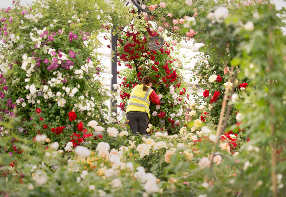 Впечатляющие фото с Chelsea Flower Show 2015