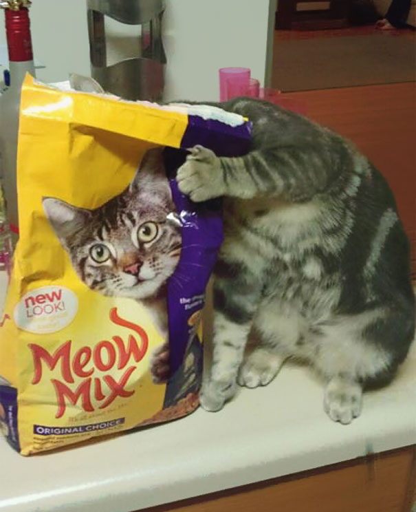 фотографии котов фотографии котов