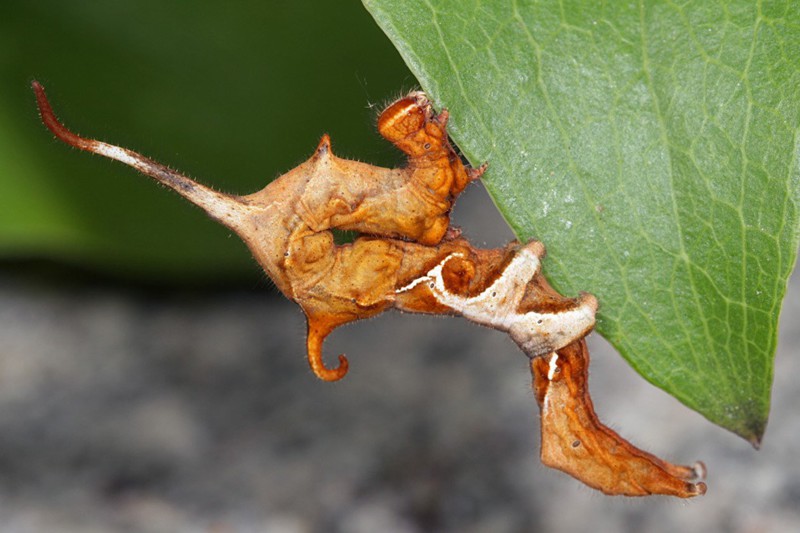 Phyprosopus callitrichoides бабочка, гусеница, интересно, красиво