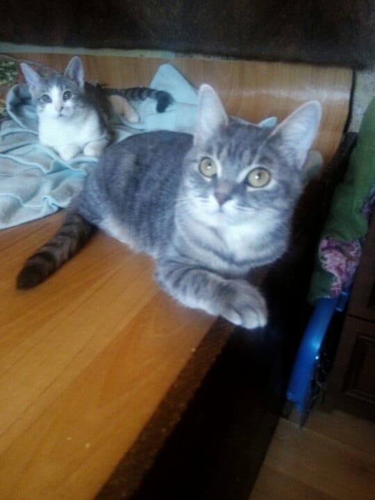 спасение кошки кошка и котенок