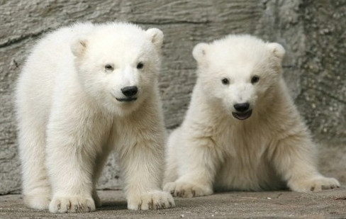 Животные двойники белые медведи