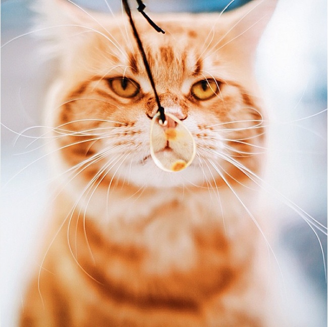 Всем, кому осенью очень не хватает солнца &mdash; Порция рыжих витаминок от теплого и большого кота!